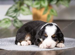 tri-colored mini bernedoodle near Chicago Illinois