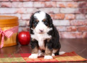 tri-colored mini bernedoodle near Chicago Illinois 