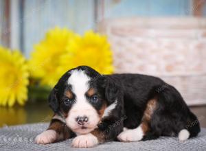 tri-colored mini bernedoodle near Chicago 