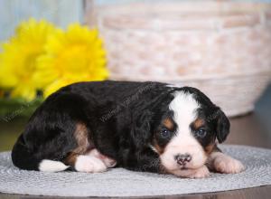 tri-colored mini bernedoodle near Chicago 