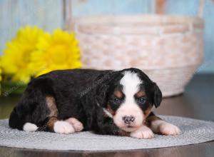 tri-colored mini bernedoodle near Chicago 