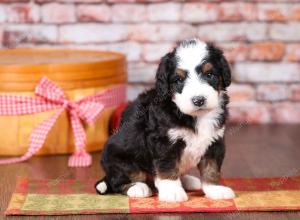 tri-colored mini bernedoodle near Chicago Illinois 