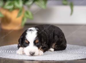 tri-colored mini bernedoodle near Chicago Illinois