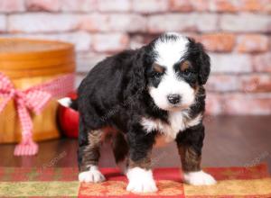 tri-colored mini bernedoodle near Chicago Illinois 