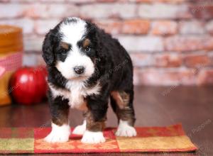 tri-colored mini bernedoodle near Chicago Illinois 