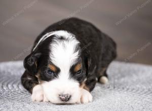 tri-colored mini bernedoodle near Chicago Illinois