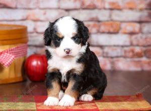 tri-colored mini bernedoodle near Chicago Illinois 