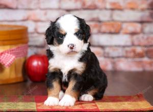 tri-colored mini bernedoodle near Chicago Illinois 