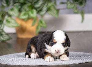 tri-colored mini bernedoodle near Chicago Illinois