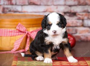 tri-colored mini bernedoodle near Chicago Illinois 