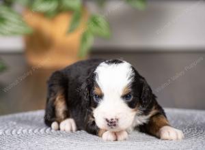 tri-colored mini bernedoodle near Chicago Illinois