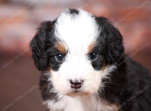 tri-colored mini bernedoodle near Chicago Illinois 