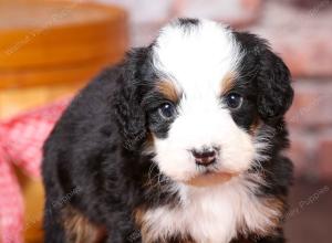 tri-colored mini bernedoodle near Chicago Illinois 