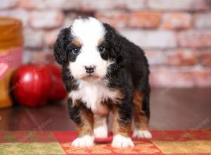 tri-colored mini bernedoodle near Chicago Illinois 