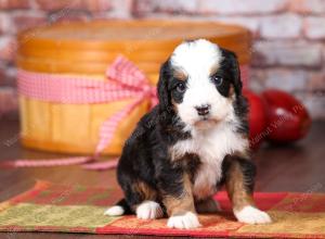 tri-colored mini bernedoodle near Chicago Illinois 