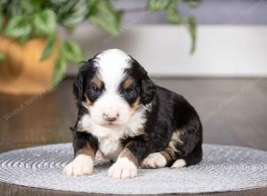 tri-colored mini bernedoodle near Chicago Illinois