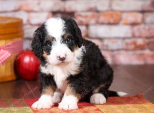 tri-colored mini bernedoodle near Chicago Illinois 