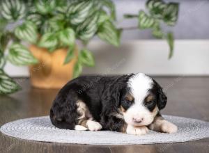 tri-colored mini bernedoodle near Chicago Illinois