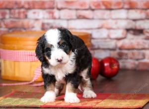 tri-colored mini bernedoodle near Chicago Illinois 