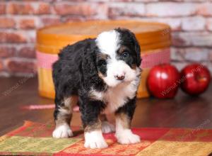 tri-colored mini bernedoodle near Chicago Illinois 