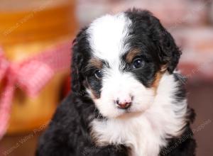 tri-colored mini bernedoodle near Chicago Illinois 