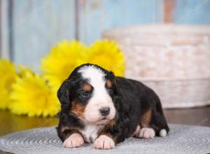 tri-colored mini bernedoodle near Chicago 