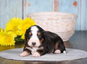 tri-colored mini bernedoodle near Chicago 