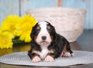 tri-colored mini bernedoodle near Chicago 