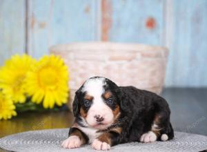 tri-colored mini bernedoodle near Chicago 