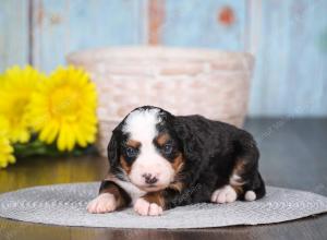 tri-colored mini bernedoodle near Chicago 