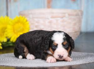 tri-colored mini bernedoodle near Chicago 