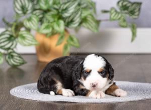 tri-colored mini bernedoodle near Chicago Illinois