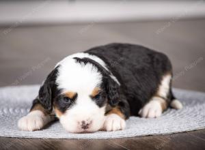 tri-colored mini bernedoodle near Chicago Illinois