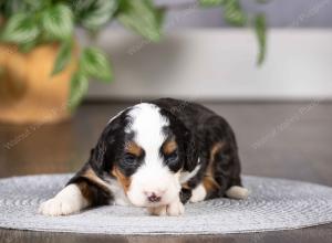 tri-colored mini bernedoodle near Chicago Illinois