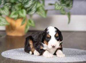 tri-colored mini bernedoodle near Chicago Illinois