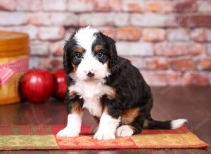 tri-colored mini bernedoodle near Chicago Illinois 