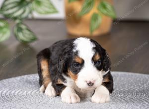 tri-colored mini bernedoodle near Chicago Illinois