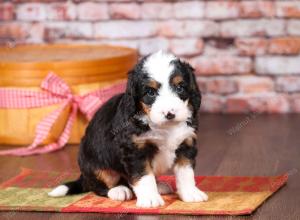 tri-colored mini bernedoodle near Chicago Illinois 