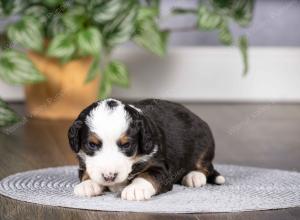 tri-colored mini bernedoodle near Chicago Illinois