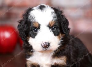 tri-colored mini bernedoodle near Chicago Illinois 