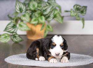 tri-colored mini bernedoodle near Chicago Illinois