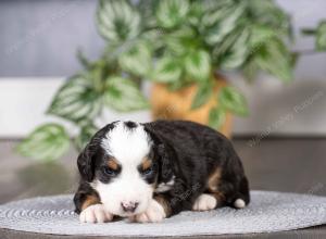 tri-colored mini bernedoodle near Chicago Illinois