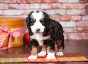 tri-colored mini bernedoodle near Chicago Illinois 