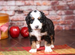 tri-colored mini bernedoodle near Chicago Illinois 