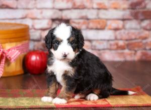 tri-colored mini bernedoodle near Chicago Illinois 