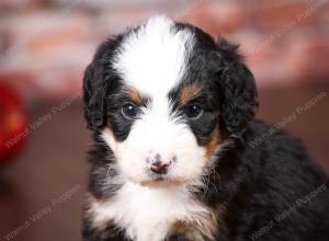 tri-colored mini bernedoodle near Chicago Illinois 