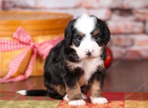 tri-colored mini bernedoodle near Chicago Illinois 