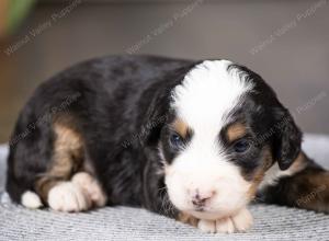 tri-colored mini bernedoodle near Chicago Illinois