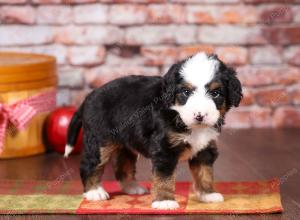 tri-colored mini bernedoodle near Chicago Illinois 