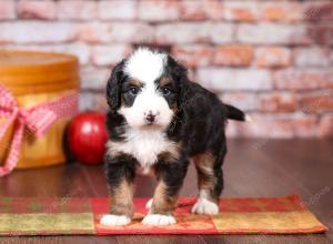 tri-colored mini bernedoodle near Chicago Illinois 